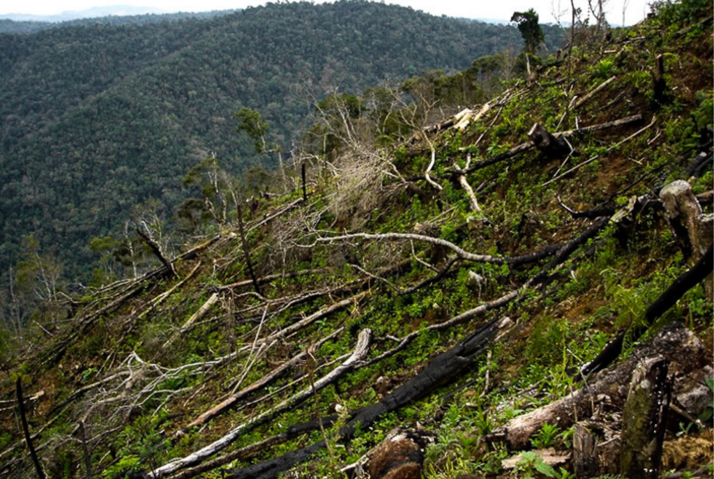 Minas Gerais ainda lidera desmatamento da mata atlântica