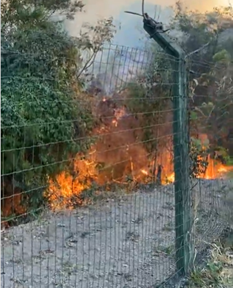Incêndio em parque na região da Pampulha, em BH, atingiu cerca de 20% da vegetação