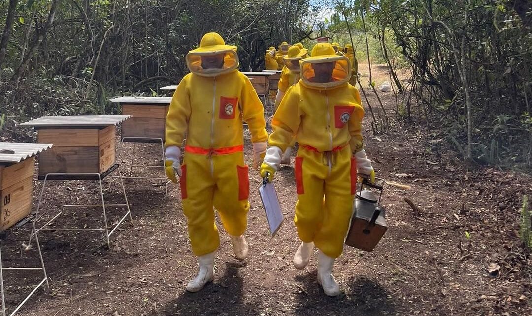 UFOP realiza projeto de recuperação de áreas mineradas com alecrim do campo e apicultura