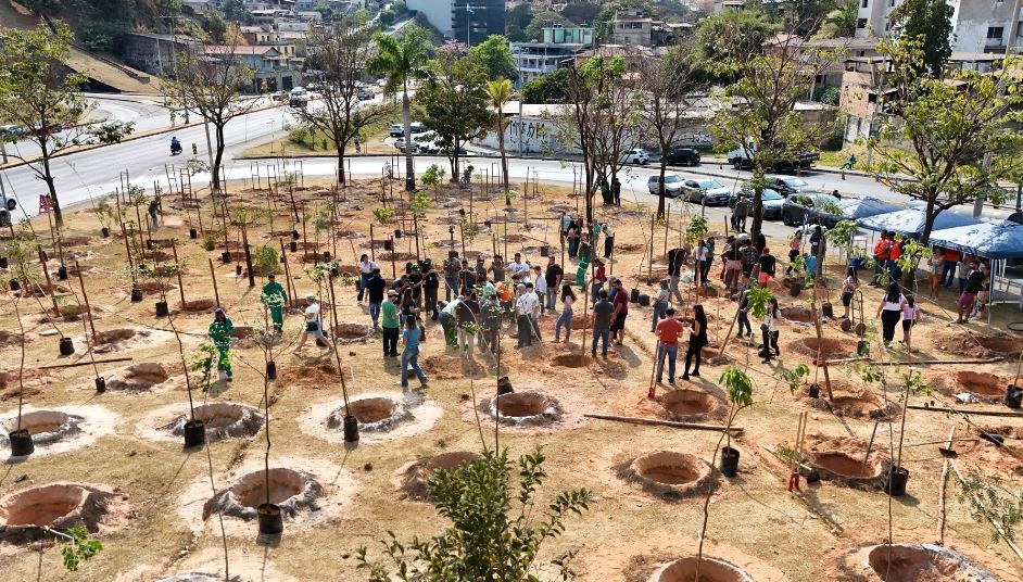 Belo Horizonte prevê plantio de 50 mil árvores em 2025 para ampliar áreas verdes