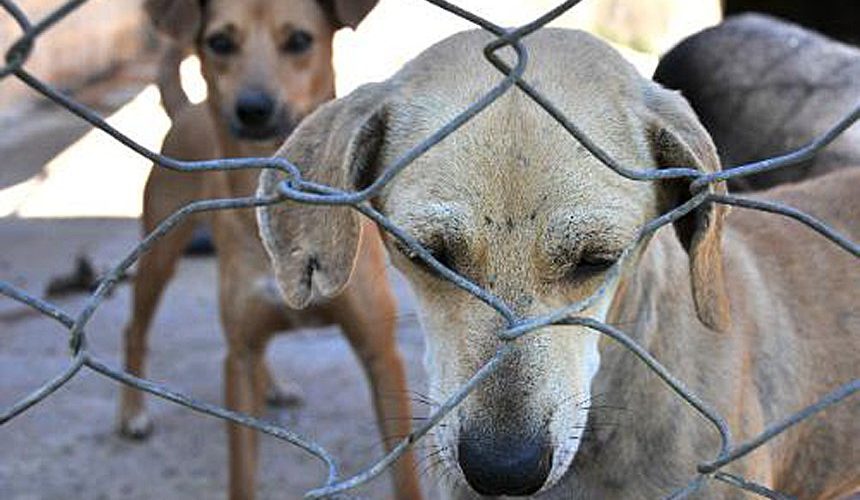 Minas Gerais reforça ações contra abandono de animais durante as férias